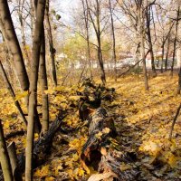 В старом парке :: Андрей Мичурин