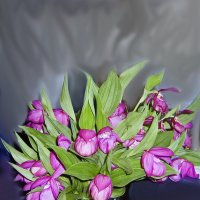 Сибирская Орхидея (Кукушкины сапожки) :: Светлана Воробьёва
