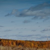 Осенний лес на фоне неба :: Юлёна Рачкова