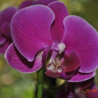 орхидея :: Аня 