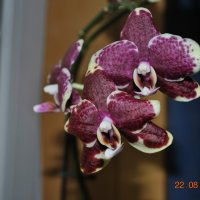 орхидея2 :: Аня 
