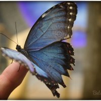 мир бабочек :: Светлана Баталий
