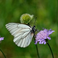 Butterfly :: Андрей Вестмит