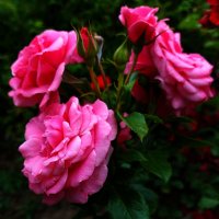 "Как хороши, как свежи были розы…" :: Владимир Безбородов