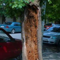 Деревья умирают стоя :: Валентин Семчишин