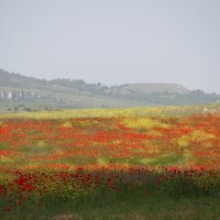 маков день :: Всеволод 