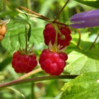 Малину сначала сфотографировать, потом съесть :: Heinz Thorns