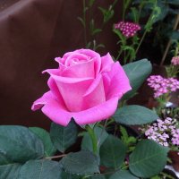 Выставка роз в Аптекарском огороде :: Лидия Бусурина