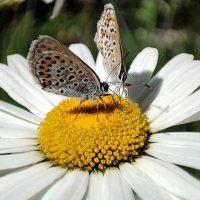 Бабочки на ромашке :: Гуля Куценко