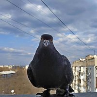 Наш голубь Иннокентий :: Гуля Куценко