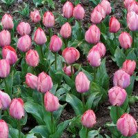 ..  тюльпаны Никитского сада после дождя.. :: galalog galalog
