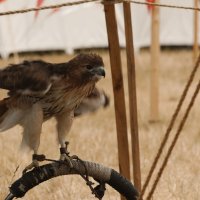 Заневолили краснохвостового ястреба :: Олег Чемоданов