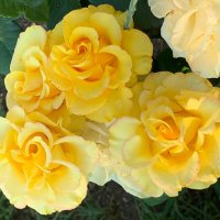 Жёлтые розы – солнышка лики. :: Ольга Довженко