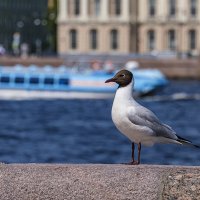 Так провожают пароходы ... . :: Александр 