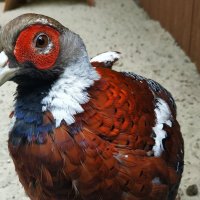 Обыкновенный фазан :: Гуля Куценко