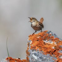 Утренний певец :: Александр К.