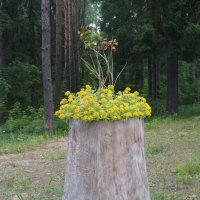 ... и даже пень в субботний день... :) :: zavitok *