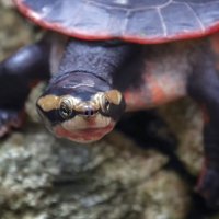 Краснобрюхая короткошейная черепаха :: Alexander Andronik
