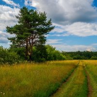 Середина лета :: Андрей Дворников