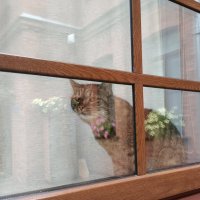 Кот в окне дома в отражениях :: Мария Васильева