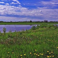 Июнь...Одуванчиковый берег протоки Чеускина. :: Владимир 