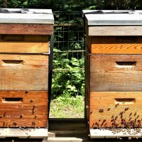 Любишь мёд-люби и с пчёлами общаться! :: Владимир Манкер