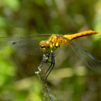 Sympetrum sp. :: Константин Штарк