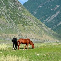 Горноалтайские лошадки :: Ольга Кирсанова