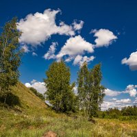 мои любимые берёзы :: Екатерина Счасная