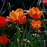Отцветают тюльпаны 10 :: Елена Куприянова 