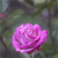 новая роза в моём саду :: Анастасия Северюхина