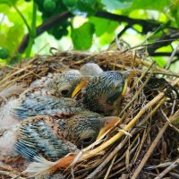Птенцы в гнезде :: Гуля Куценко