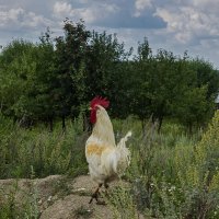 Первый парень на селе :: Дмитрий Костоусов