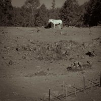 Белый конь. :: Борис Яковлев