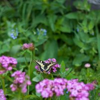Лето цветы бабочка :: Светлана Мишенёва
