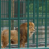 10 августа отмечается Всемирный день льва :: Сеня Белгородский