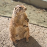 луговая собачка :: аркадий 