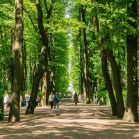 В Летнем саду :: Ирина Соловьёва