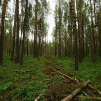 Просто лес :: Николай Гирш