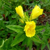 Энотера (Oenothera) :: Raduzka (Надежда Веркина)