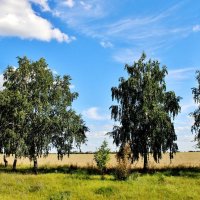 Родная сторонка поля да берёзки. :: Восковых Анна Васильевна 