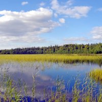 Калищенское озеро (старые названия: Голубое озеро, Глухое озеро). :: Лия ☼