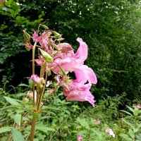 (Impatiens glandulifera), :: Heinz Thorns