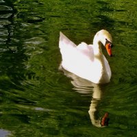 ..лебедь , живущий  на  пруду в парке Леоново... :: galalog galalog