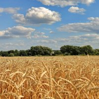 Колосится в поле пшеница. :: Николай Рубцов