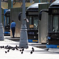 электробусы и голуби :: Олег Лукьянов