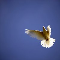 «Летите, голуби» :: Михаил Андреев