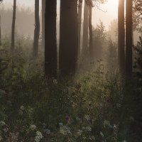 Утро в лесу :: Александр Иванов