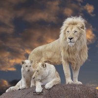 White lion family :: Al Pashang 