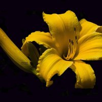 Asiatic Lily (Lilium hybrid) :: Al Pashang 